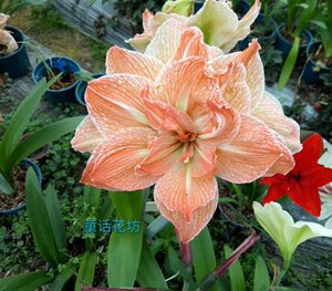 12月发异域仙女荷兰进口朱顶红童话花坊买五送一