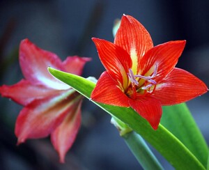 对红花朱顶红