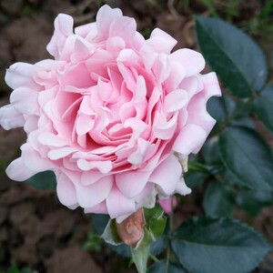 荷兰月季紫雾泡泡