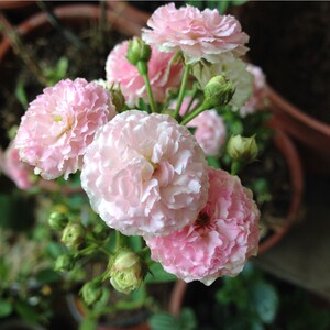 微月小画家粉黛七仙女月季潮汕刺仔紫红粉白混合多头迷人芳香四季