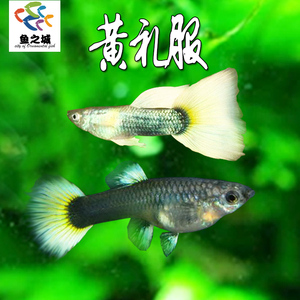 雀鱼孔雀鱼活体黄礼服公母一对 纯种 黄礼服孔雀鱼德系黄礼服孔雀