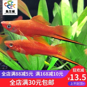 鱼之城朱砂剑尾鱼黑尾剑红箭高鳍红箭胎生鱼花鳉科青剑热带观赏鱼