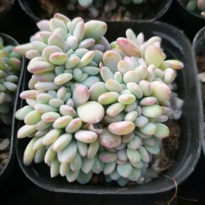 秋之霜缀化 绿野仙踪多肉植物秋季冬季阳台庭院办公庭院园艺绿植