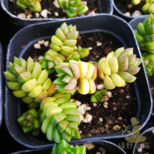 寿无限多肉植物