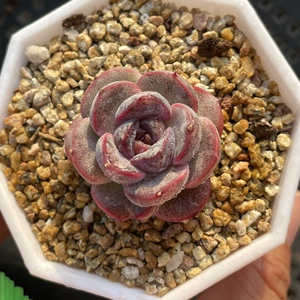 白沙紫晶杂多肉植物 一物一拍 58包邮非偏远地区 花点时间儿