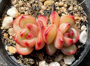 蒙布朗tm多肉植物 一物一拍58包邮非偏远地区 花点时间儿