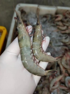 舟山野生青壳滑皮虾剑虾海虾白虾硬壳非鲜活新鲜速冻特大 3斤起拍