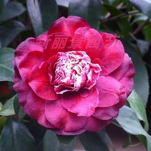 盆栽花卉植物 茶花   黑龙 扦插原生苗