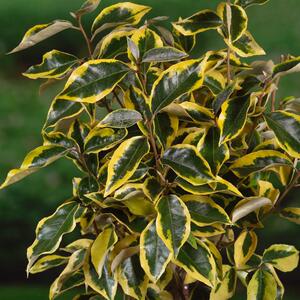 恋东皋园艺  埃比胡颓子/进口金心胡颓子 花园庭院绿化观叶盆栽苗