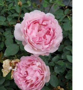 【恋东皋园艺】伊芙系列月季粉色伊芙伯爵