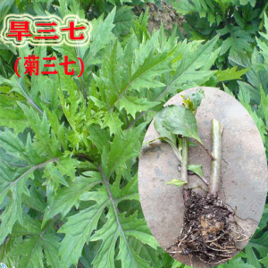 现挖带根菊三七旱三七狗头三七伤留根三七之王种苗