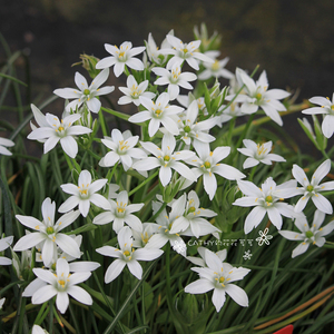 批量 包邮 伞花虎眼万年青 ornithogalum umbellatum 50球/份