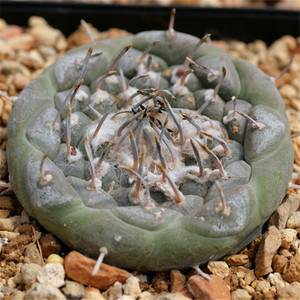 jauernigii 23年5月采 仙人球 单刺娇丽 冬云 种子10粒