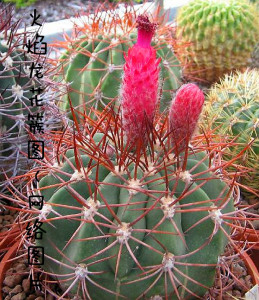 仙人球火焰龙