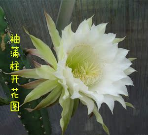 卧龙柱属 嫁接砧木 仙人球 21年7月采收 袖浦 袖蒲 种子20粒 苗