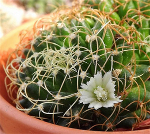 00黑白图腾淘宝cute肉植 卷刺琴丝丸仙人球 多肉植物 一物一拍0人