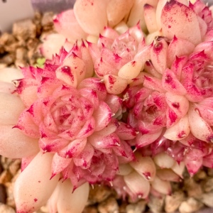 【大河之舞缀化】大河之舞缀化品牌,价格 - 阿里巴巴