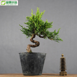 日本宫阪系鱼川真柏小品盆景盆栽精品素材 一物一拍