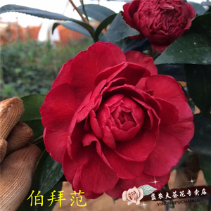 【伯拜范】茶花 浓红色,玫瑰重瓣 扦插苗 桂平益农夫 包邮