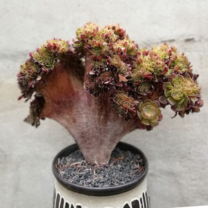 精品万圣节缀化朵朵缀老桩一物一拍 一肉一世界