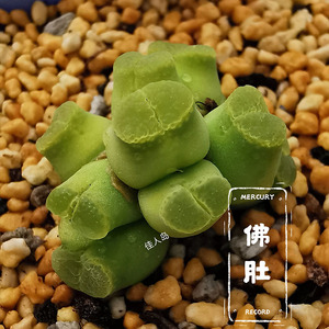 佳人岛肉锥佛肚奶瓶lav27214风铃肯尼迪水晶鞋大葫芦多肉植物