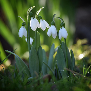 雪片莲盆栽雪滴花多年生植物耐寒可复花花园庭院花卉