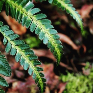 印度冬青蕨蜥蜴蕨常绿室内阳台盆栽花卉耐阴窗台吸甲醛办公室桌面