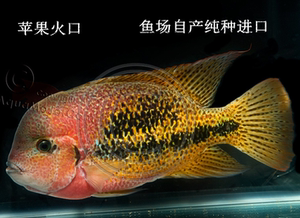 美鲷火口红苹果火口南美慈鲷观赏鱼易活好养鱼苗淡水大型鱼活体