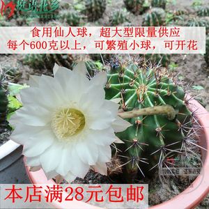 草球仙人球