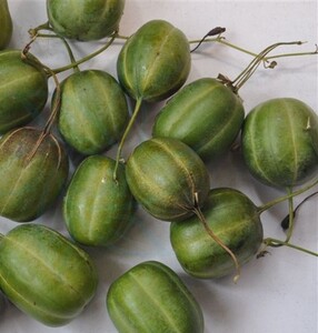 东北野生花卉 马兜铃 蛇参果  藤本 植物多肉 庭院绿植