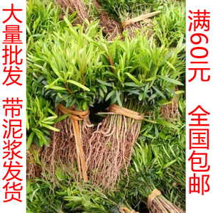 罗汉松树苗幼苗绿植盆栽盆景小苗非中叶珍珠雀舌米叶金钻红芽黄芽