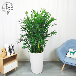 夏威夷竹很好活耐寒客厅办公室内绿色植物盆栽花卉花木杭州同城配