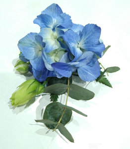 胸花鲜花蓝色玫瑰腕花北京国贸花店会议摆花商务会议宴会婚礼活动