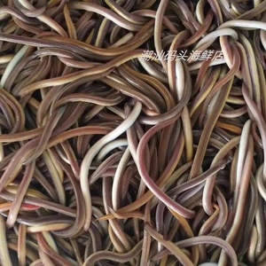 潮汕码头海鲜 血鳗鱼 红鳗煲汤煲粥滋补鳗鱼顺丰 海鱼 新鲜