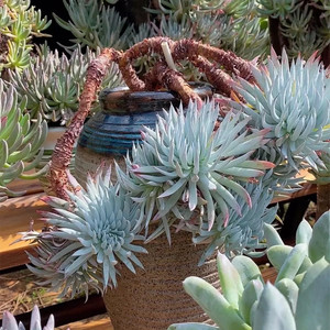 多肉植物仙女杯奴婢吉娜 控养4年 老桩一物一拍包邮