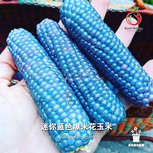 种子猎人 迷你蓝色爆米花玉米 进口传家宝拯救者阳台盆栽蔬菜食用