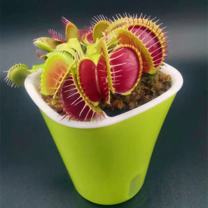 超大捕蝇草盆栽b52食蝇草猪笼草茅膏菜食虫植物食人花扑蝇草植物