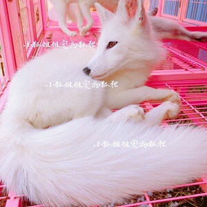 雪域灵狐青丘狐宠物狐狸活体小白狐银狐白狐狸幼崽定金