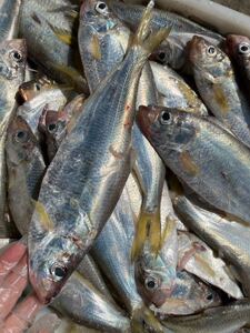 闹妈海鲜】舟山东海新鲜鳓鱼力鱼1条1-1.2斤左右 按条卖