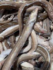 【闹妈海鲜】舟山本地沙鳗 七星鳗 一斤4-5条左右