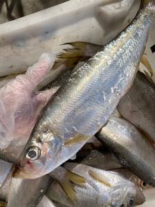 闹妈海鲜】舟山东海新鲜鳓鱼力鱼 1斤2条左右