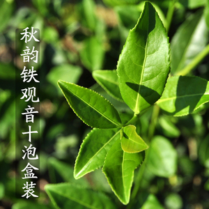 秋韵3号铁观音 燕子坞茶叶 十泡纸盒装