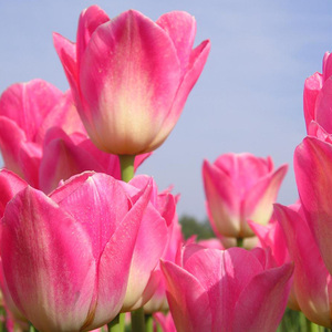 10球装 进口郁金香种球 5度球室内花卉四季易种盆栽 球根花园植物