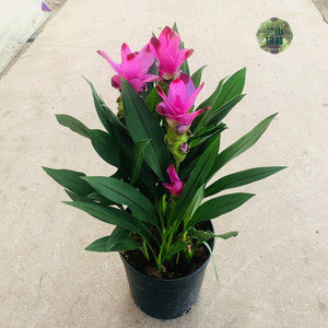 姜荷花盆栽室内开花带土带花发货阳台庭院植物多年生热带球根包邮