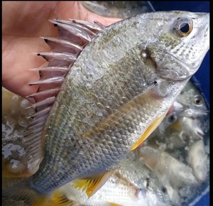 北海黄翅鱼黄立鱼海鱼黄墙鱼黄腊鱼海捕黄脚立5斤起拍 顺丰包邮