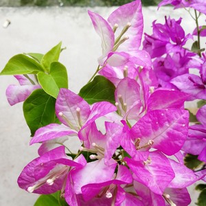 口红三角梅现剪扦插枝条 杆粗0.5-1.5厘米 一份12根 每根长25厘米