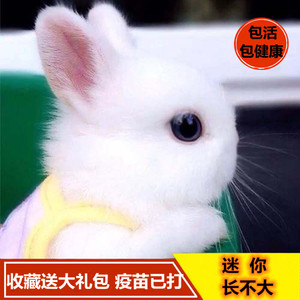 小型侏儒兔活体儿童宿舍宠物长不大小白兔凤眼茶杯荷兰垂耳兔活物