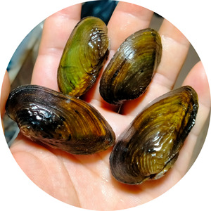 杜氏河蚌圆顶珠蚌鳑鲏旁皮繁殖除藻杜氏珠蚌原生活体宠物淡水冷水