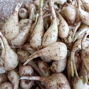 重庆农家自种新鲜茭头5斤苦藠头下单现挖带泥发货去叶去须白茭头