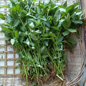 重庆四川农家本地空心菜新鲜带根种植大叶水空心菜蓊菜3斤藤藤菜